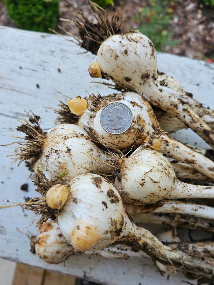 elephant garlic