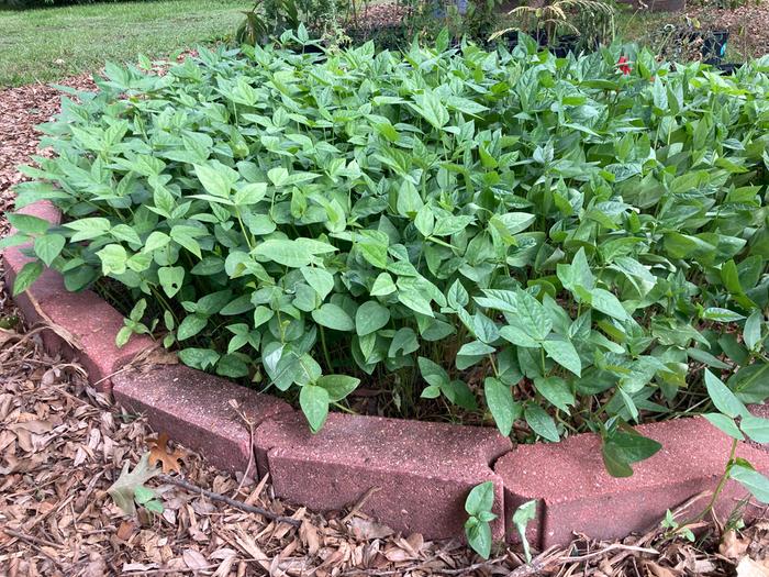 Cowpeas