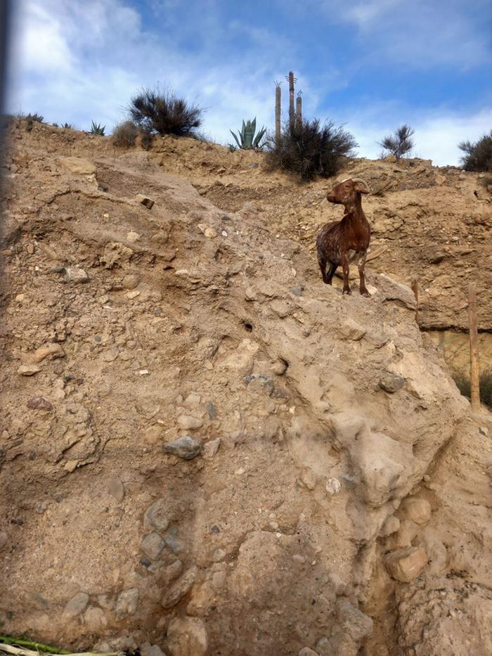 a goat on a steep hillside in the desert