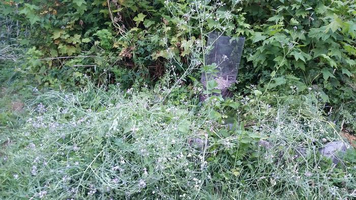 I think these a purple mustards? Maybe black radishes? Maybe daikon's? Not sure. I haven't planted any brassicas here in years...
