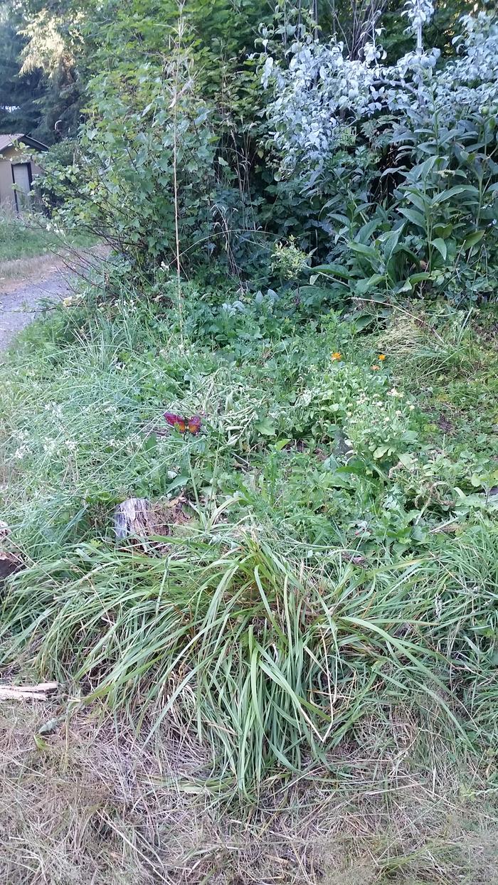 This is one radish plant in the front. It made all those flowers. I didn't plant radishes this year...