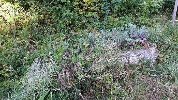 My son's garden. Falling over the log on the middle left is all kale seeds. I think that was two plants. We ate flowers from it for months.