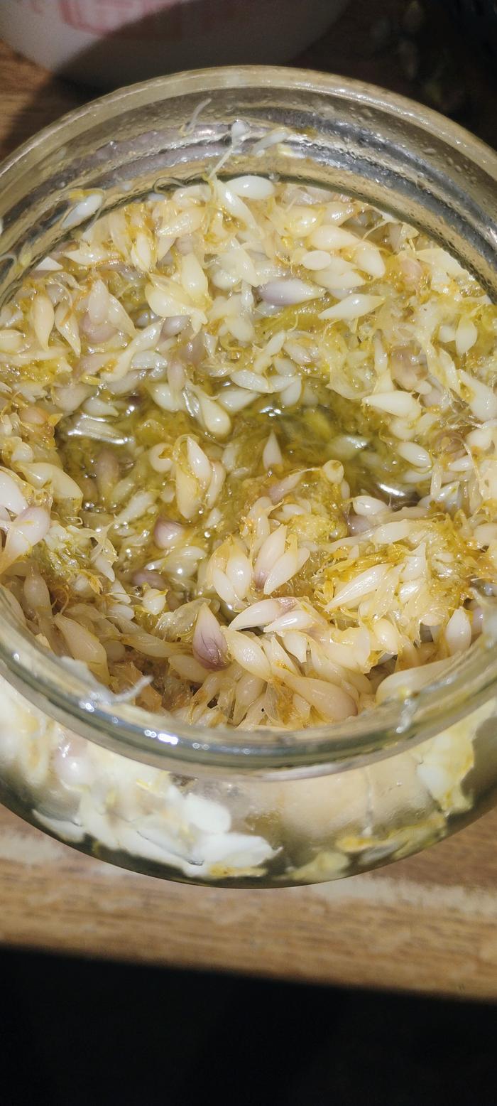 Garlic Seed Oil
