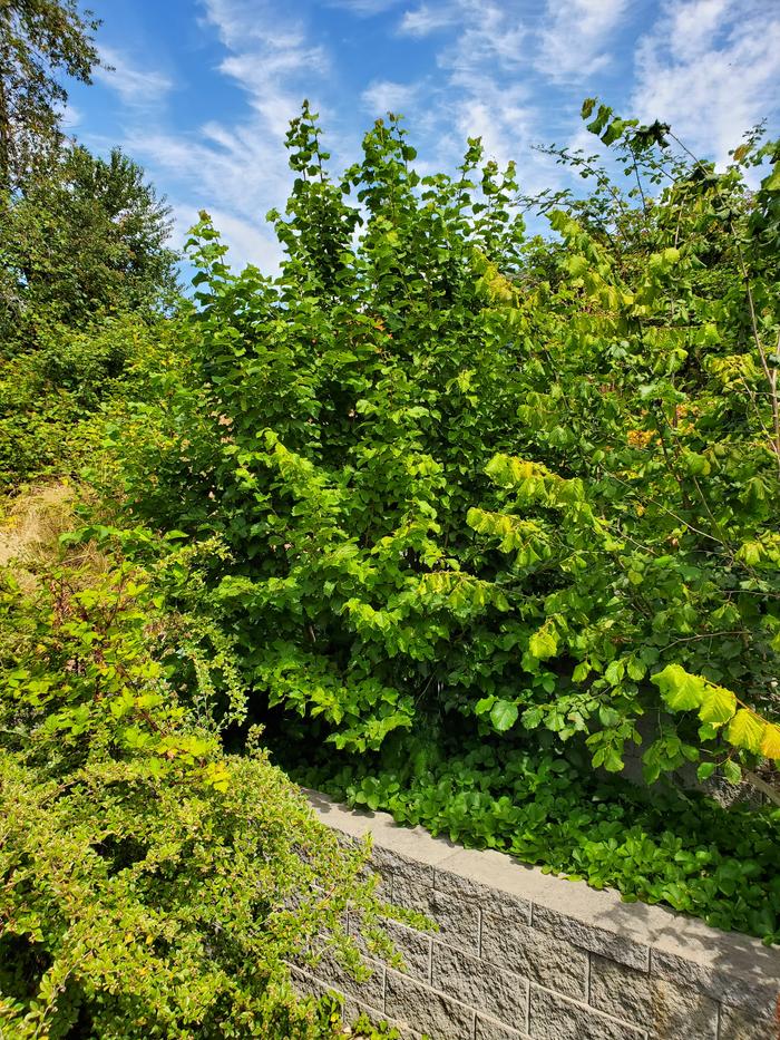 Turkish hazelnuts not bearing nuts