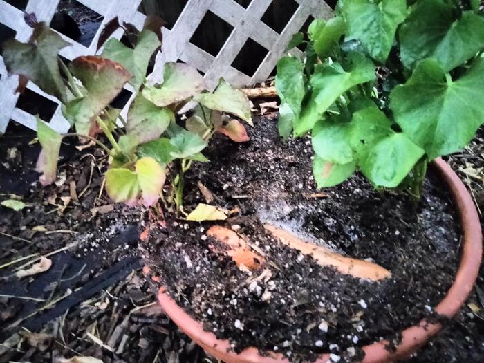 2 store bought organic sweet potatoes 