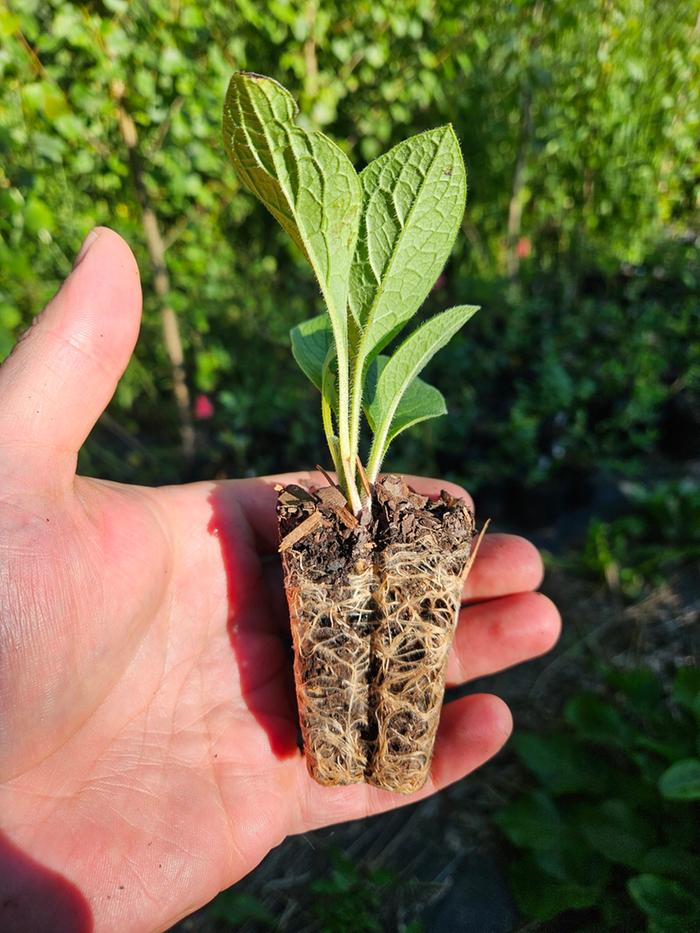 2 Inch Comfrey Plug