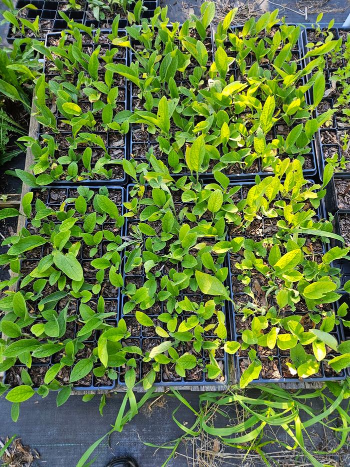 Comfrey For Sale In Trays
