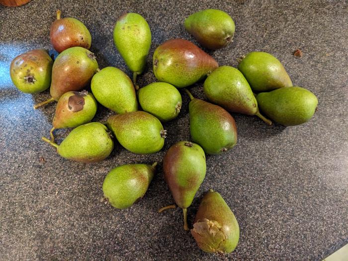 About 1.5 kg of blushed, ovalish underripe pears,.