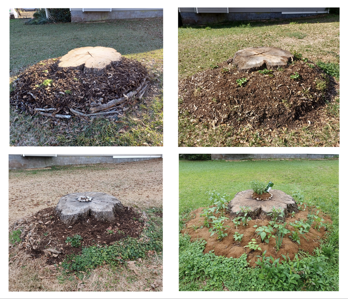 Stump Hump, Nov 2022 - May2025