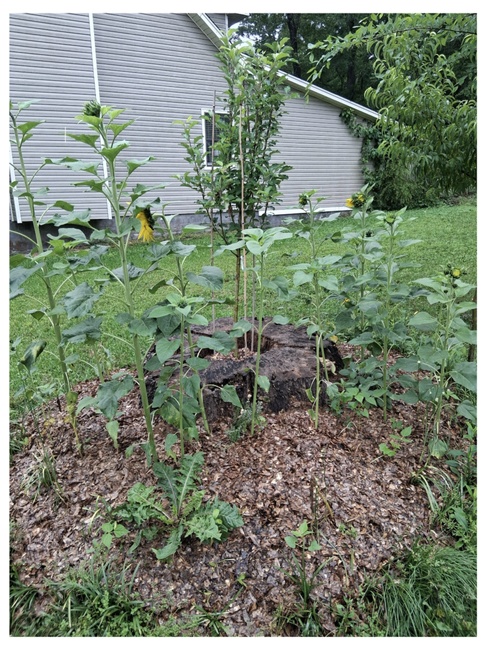 Stump Hump Apple Tree