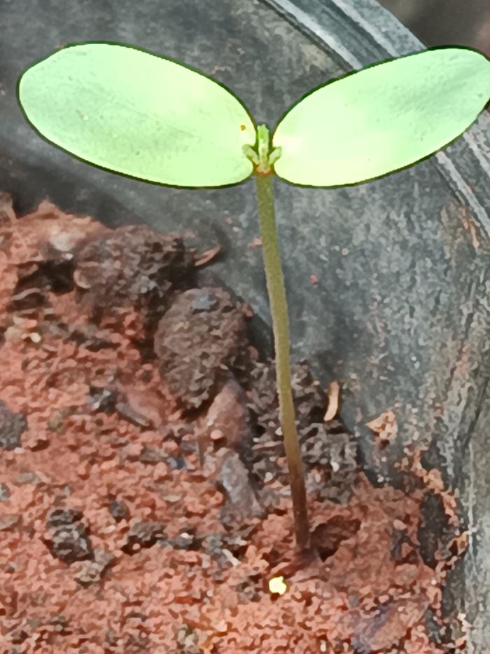problems with Toona Ciliata Seedling leaves closing up