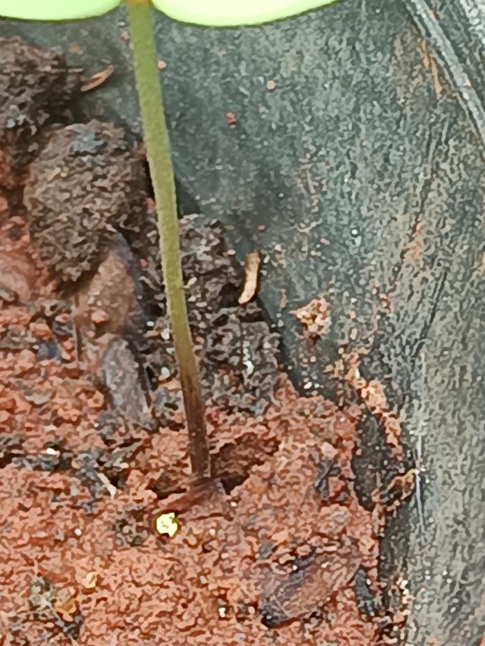 discoloured stem at base of Seedling