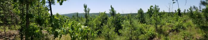 looking out from lower southern edge of this parcel's slope