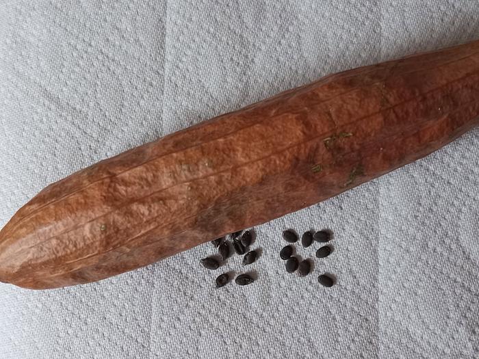 Luffa seeds