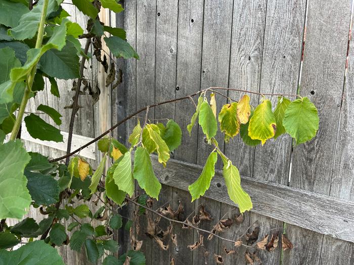 [Thumbnail for IMG_7735.jpeg]