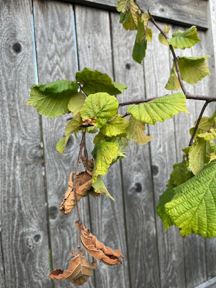 [Thumbnail for IMG_7734.jpeg]