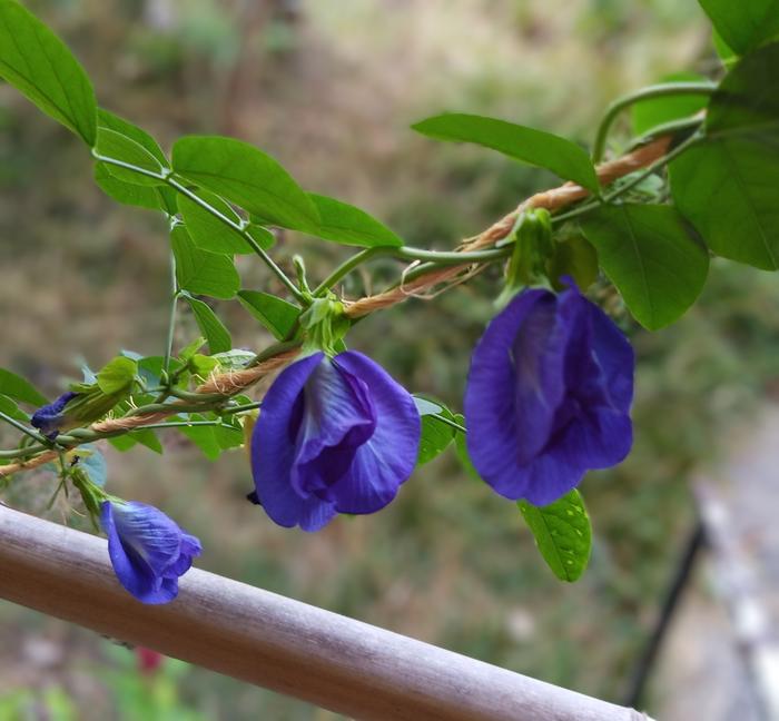 butterfly pea flowers