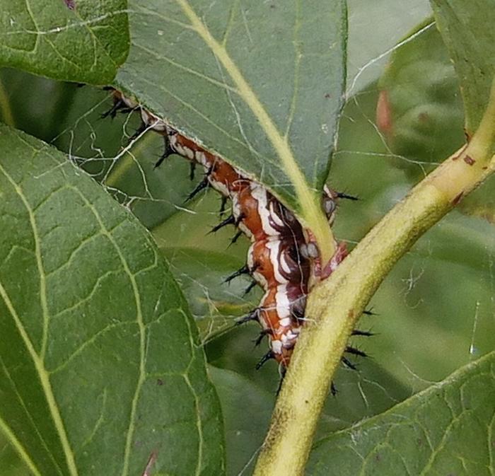 variegated fritillary caterpillar thursday