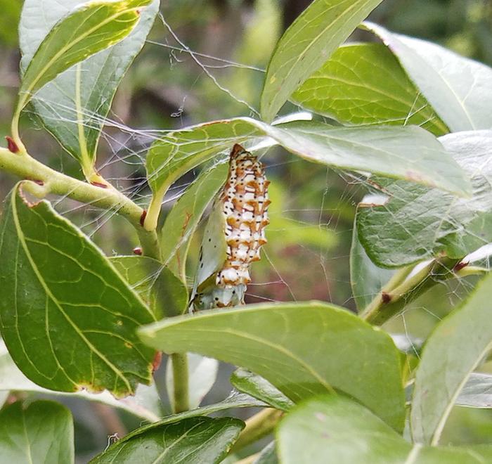 variegated fritillary chrysalis friday