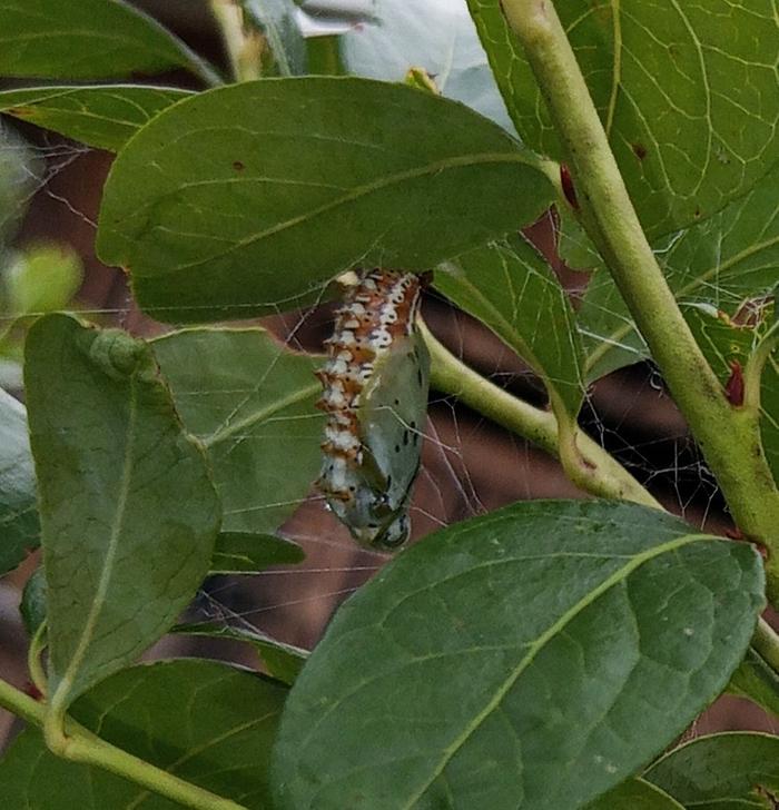 variegated fritillary chrysalis friday