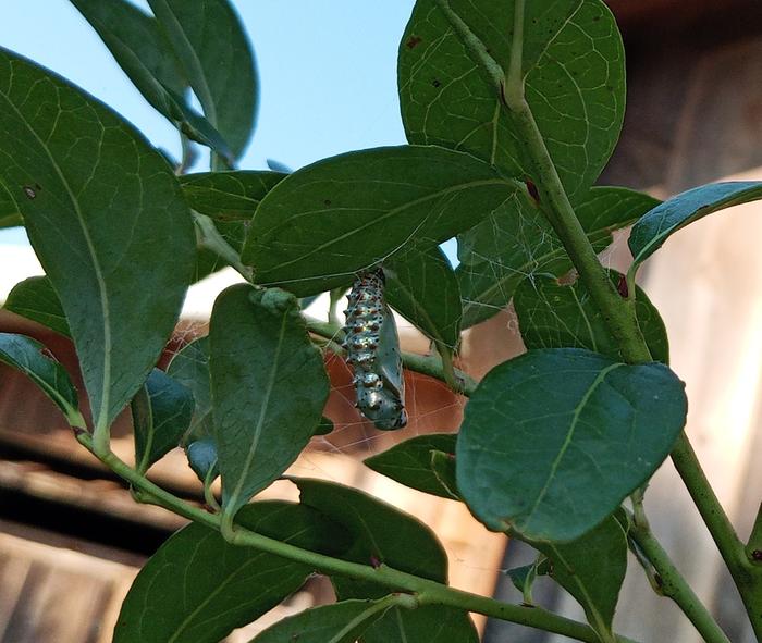 variegated fritillary chrysalis saturday