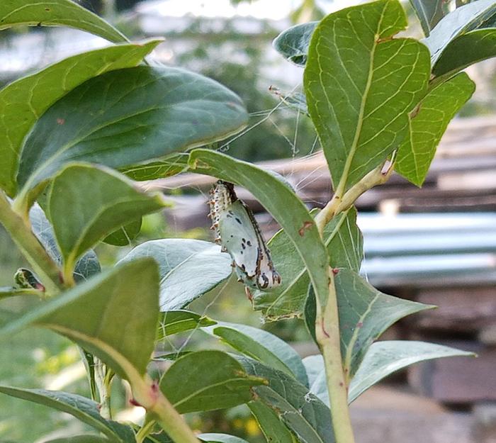 variegated fritillary chrysalis saturday