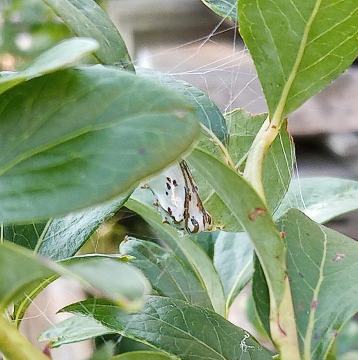 variegated fritillary chrysalis saturday