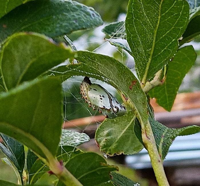 Variegated Fritillary chrysalis