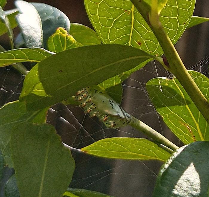 Variegated Fritillary chrysalis sunday