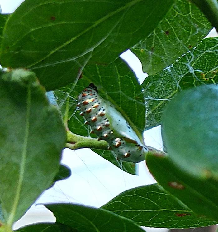 variegated fritillary chrysalis, monday
