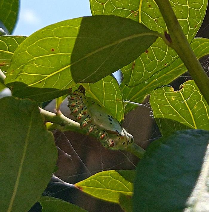 Euptoieta claudia - Variegated Fritillary pupa