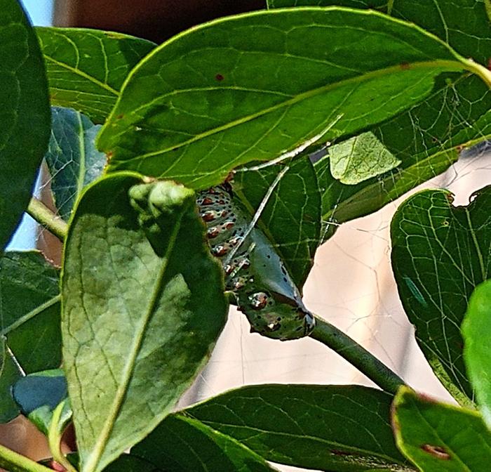 variegated fritillary chrysalis tuesday