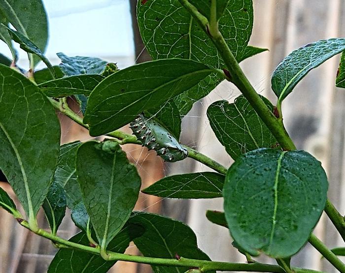 variegated fritillary chrysalis wednesday