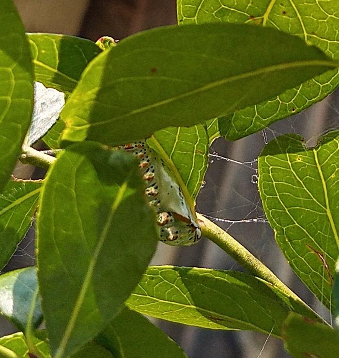 variegated fritillary chrysalis wednesday