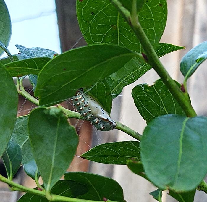 variegated fritillary chrysalis friday