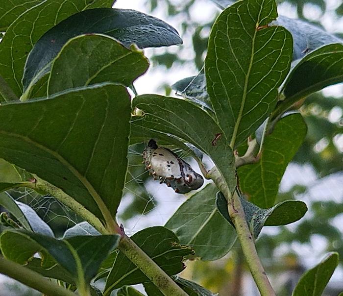 variegated fritillary chrysalis friday