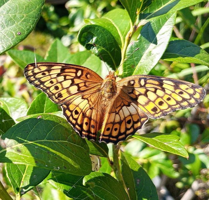 Euptoieta claudia - Variegated Fritillary butterfly metamorphosis