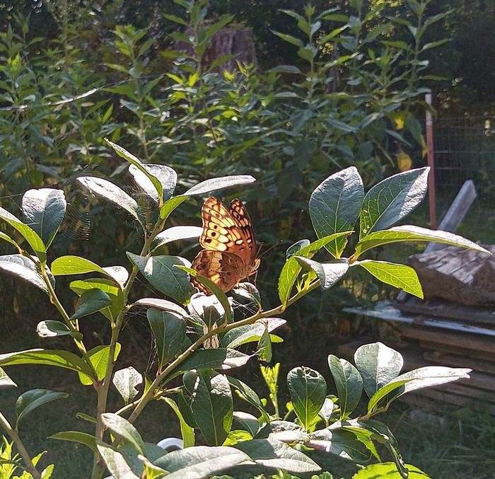butterfly lifecycle