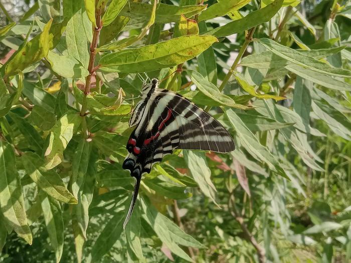 Zebra swallowtail 
