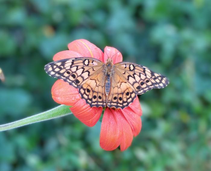 variegated fritillary