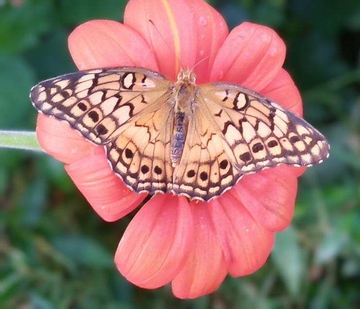 variegated fritillary