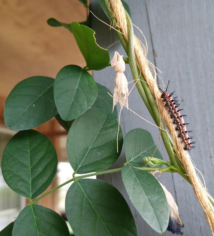 variegated fritillary caterpillar 
