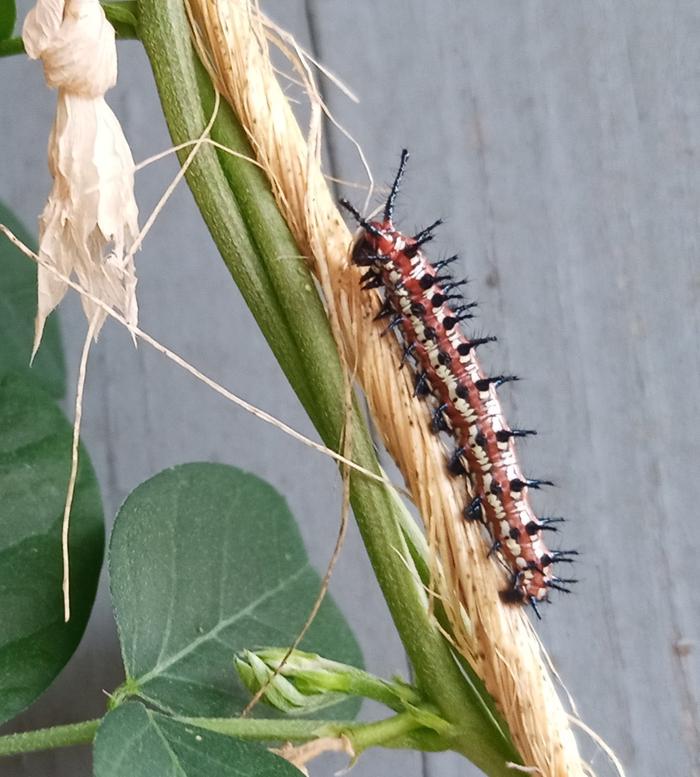 variegated fritillary caterpillar