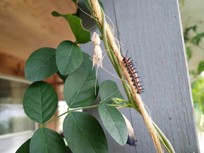 variegated fritillary caterpillar