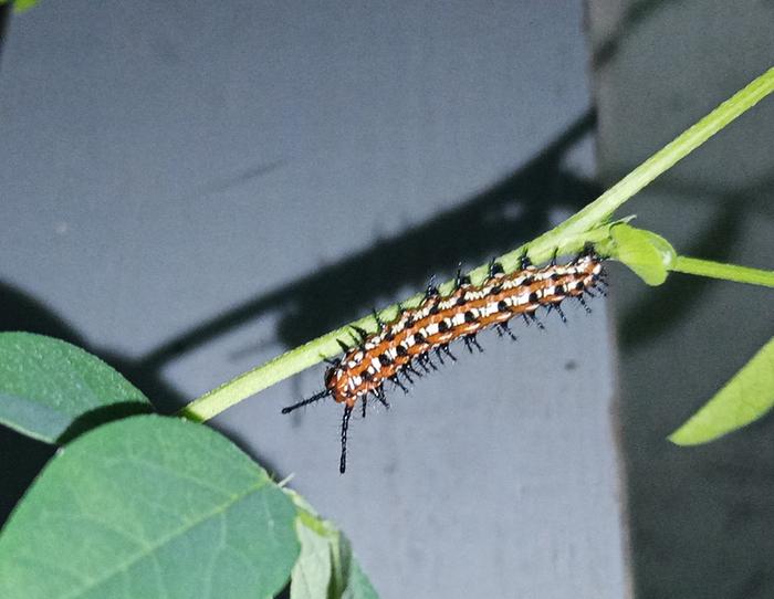 variegated fritillary caterpillar