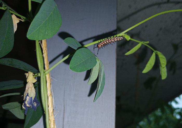 variegated fritillary caterpillar