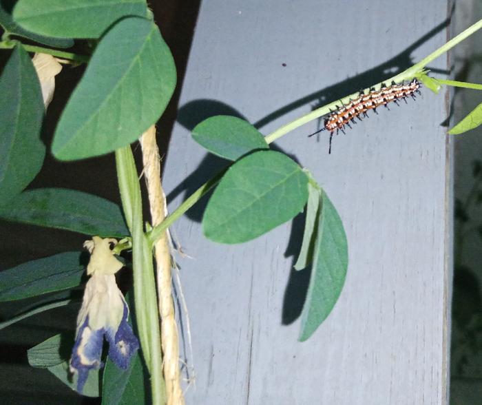 variegated fritillary caterpillar