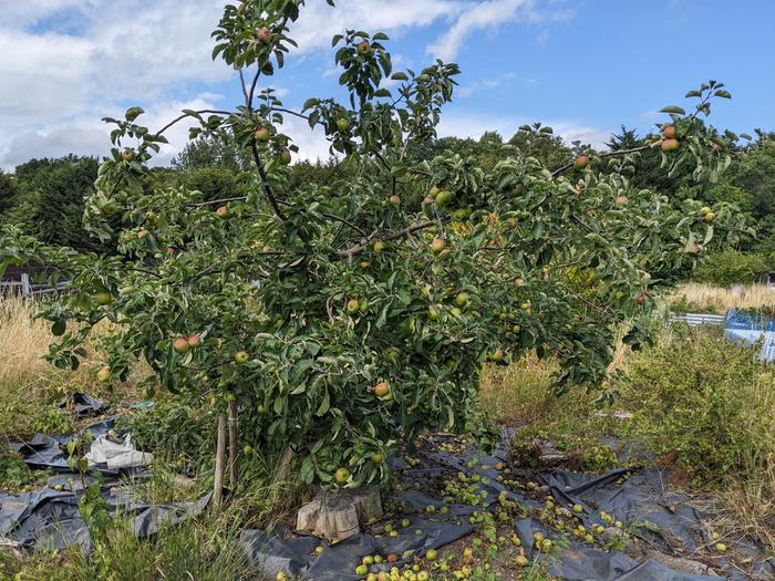 Whole tree