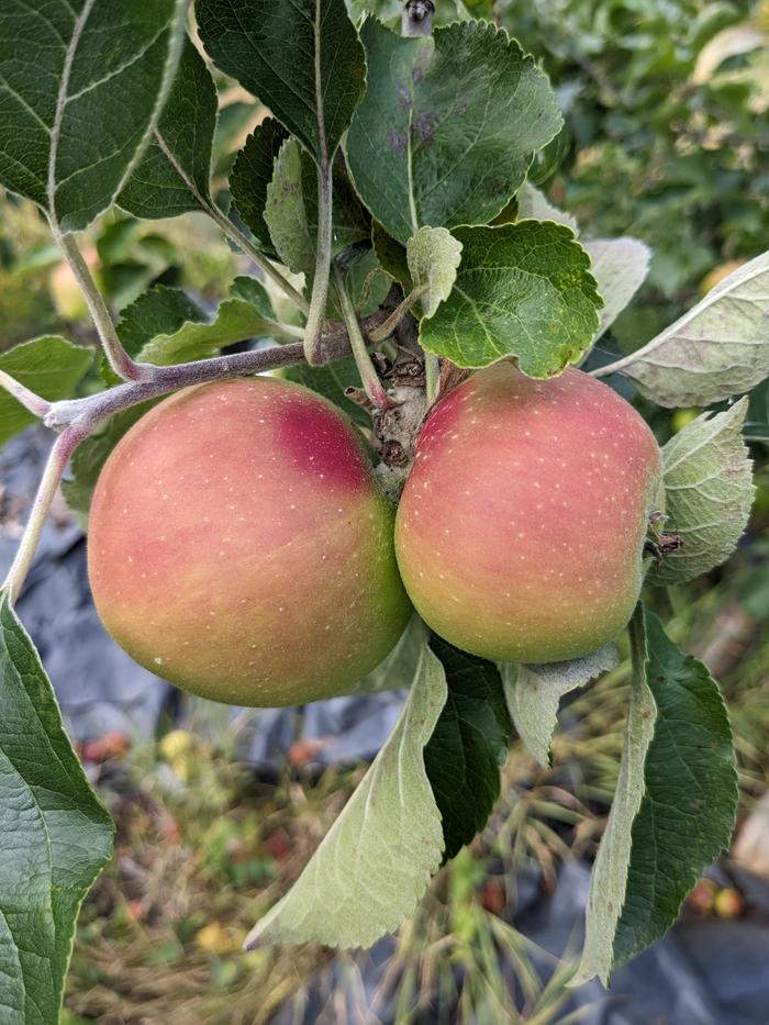 Fruit closeup