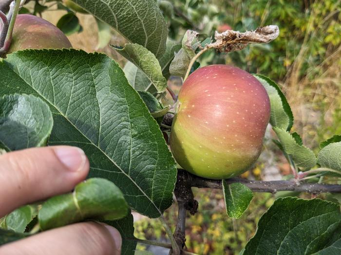 Fruit closeup